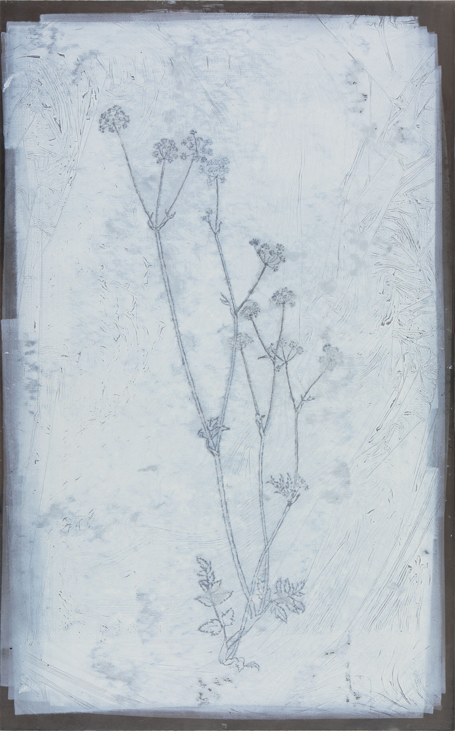 Pimpinella saxifraga, olje na kovinski plošči, 80x50 cm, 2018