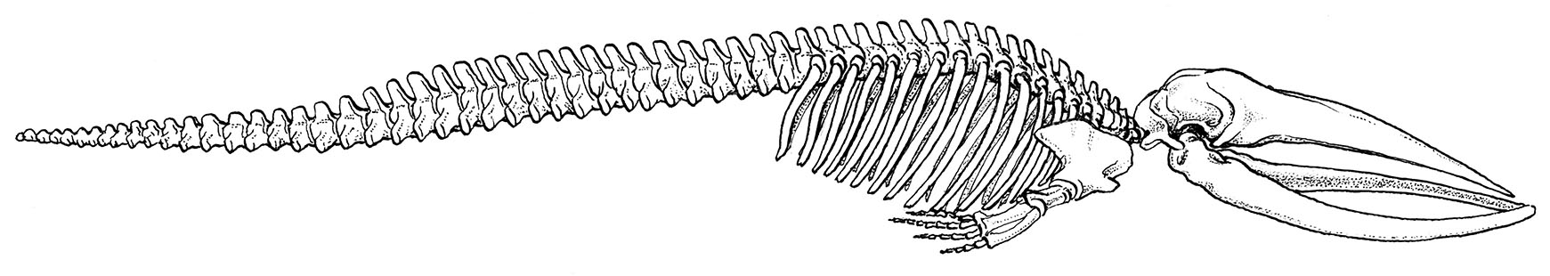 Z_Brazdasti-kit_okostje