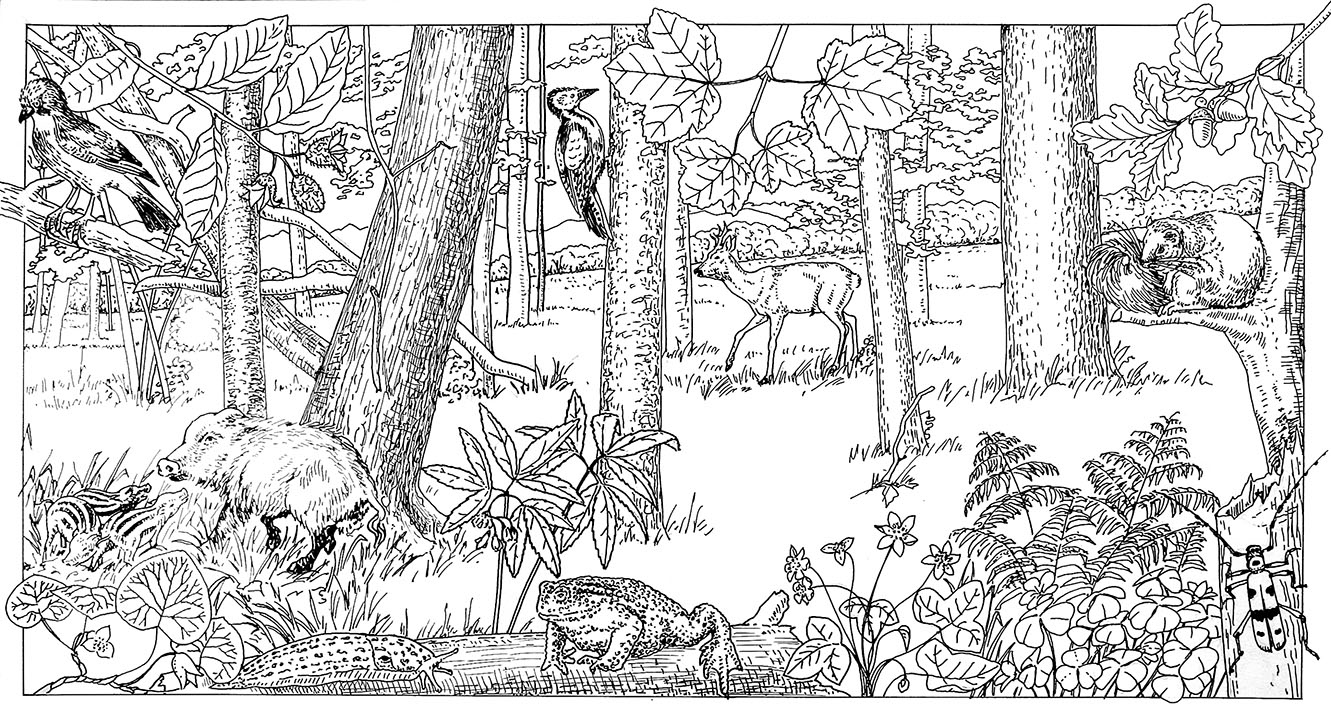 habitati_Nizinski-gozd