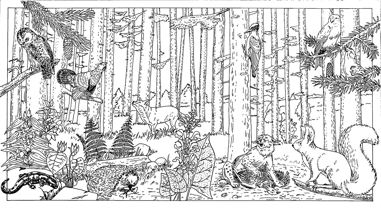 habitati_Visinski-gozd