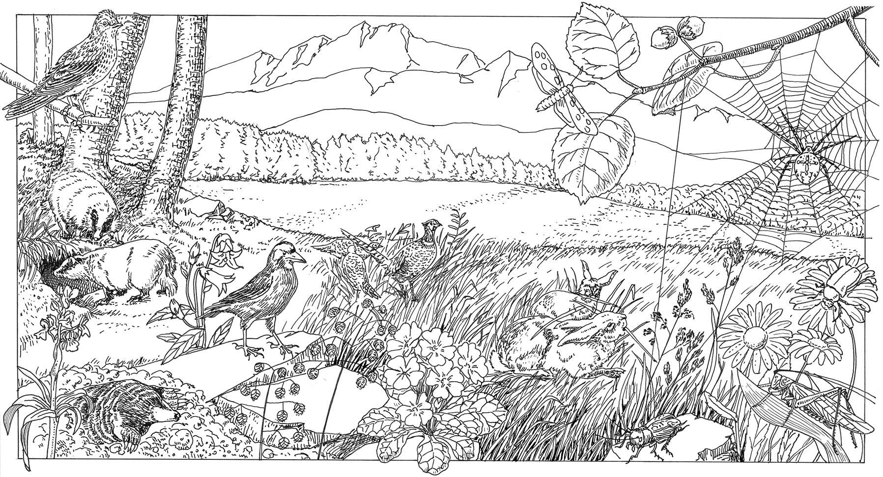 habitati_gozdni-rob-risba-1