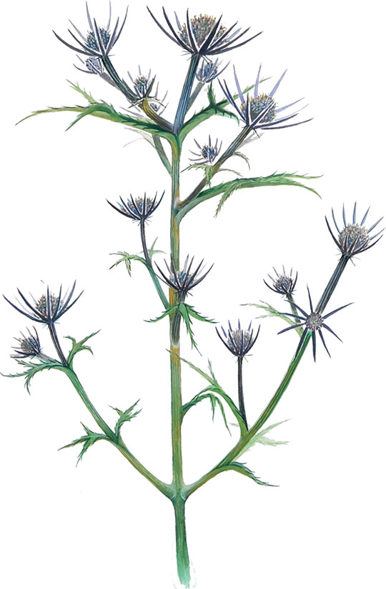 Ametistasta-mozina_Eryngium-amethystinum