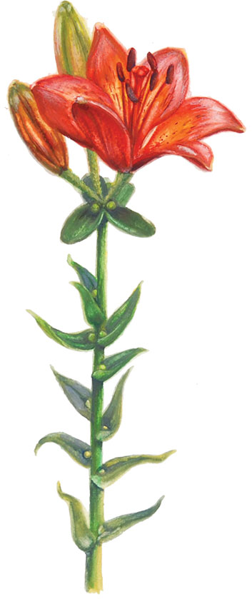 Brsticna-lilija_Lilium-bulbiferum