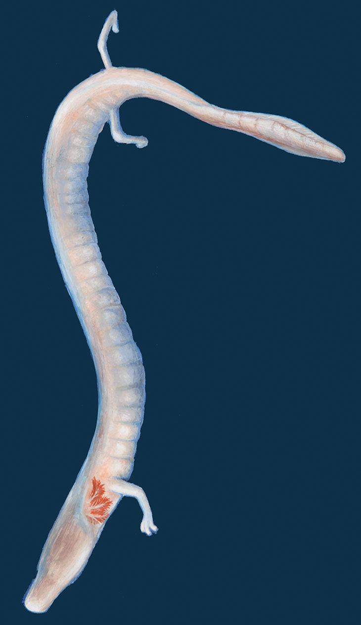 Cloveska-ribica_Proteus-anguinus