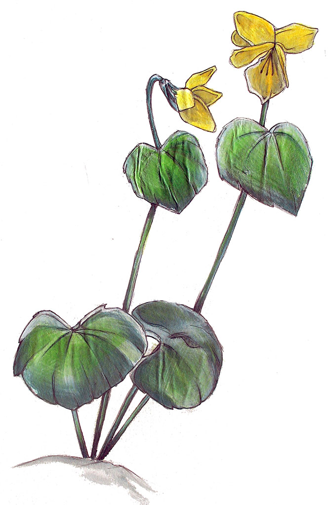 Dvocvetna-vijolica_Viola-biflora