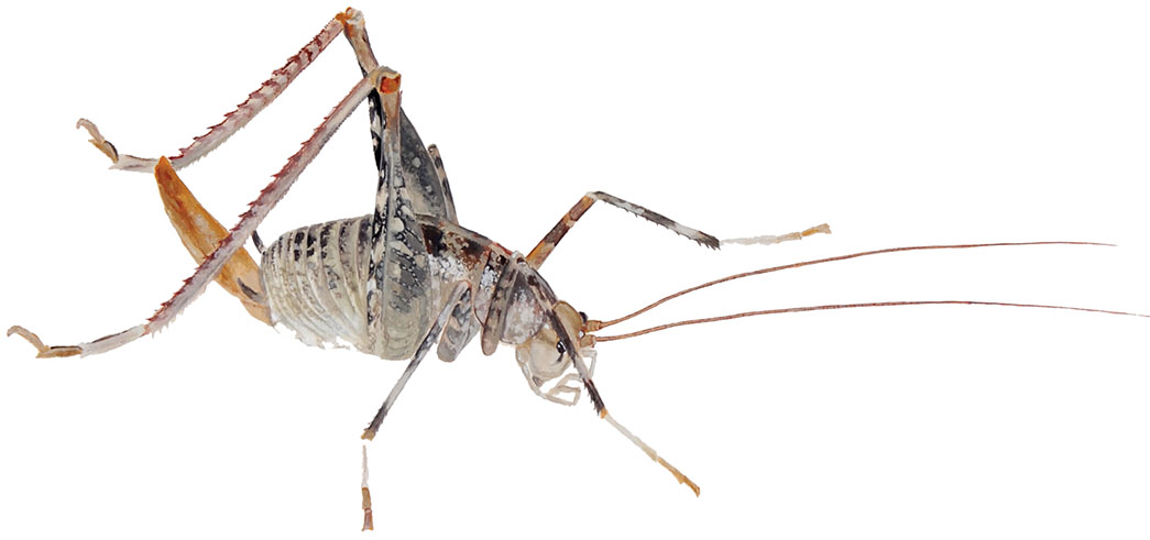 Jamska-kobilica_Troglophilus-cavicola