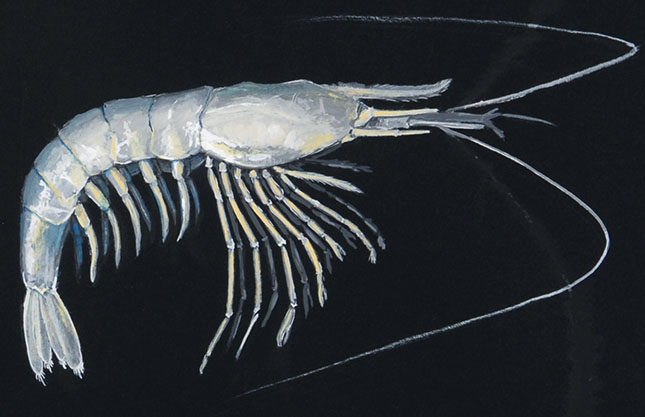 Jamska-kozica_Troglocaris-sp