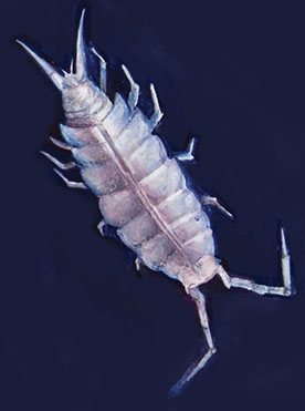 Jamska-mokrica_Titanethes-albus