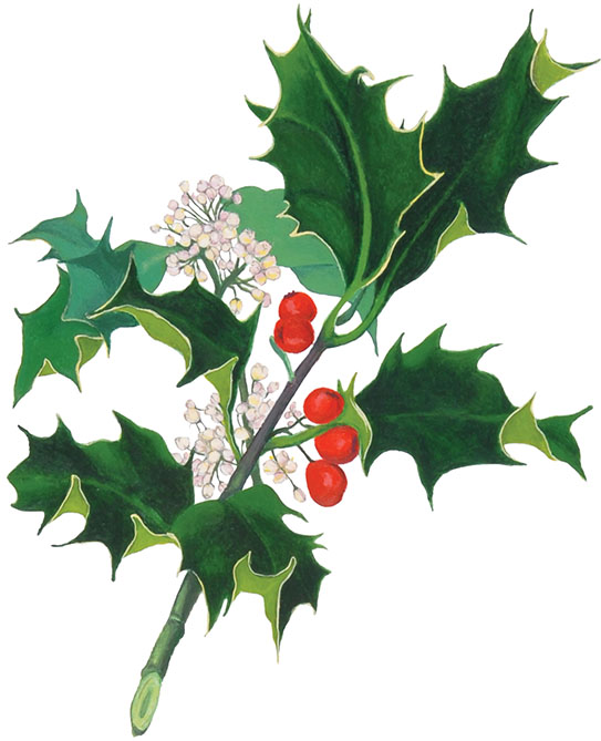 Navadna-bodika_Ilex-aquifolium