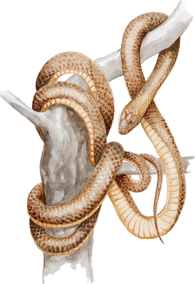 Navadni-goz_Elaphe-longissima