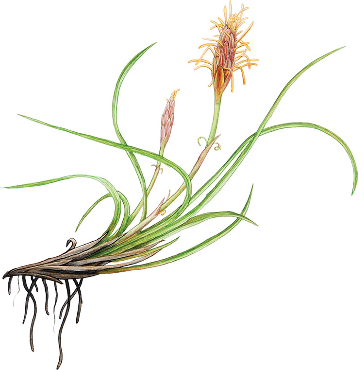 Nizki-sas_Carex-humilis