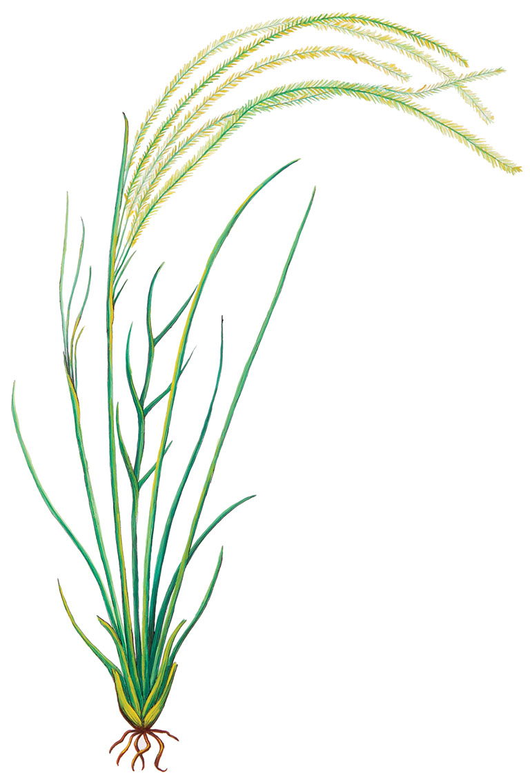 Peresasta-bodalica_Stipa-pennata