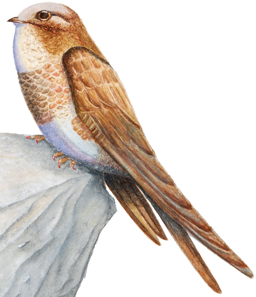 Planinski-hudournik_Tachymarptis-melba_1