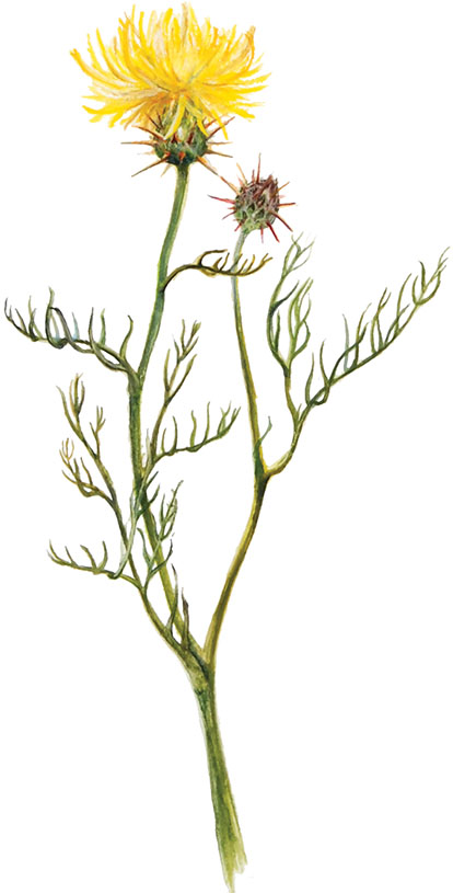 Skalni-glavinec_Centaurea-rupestris