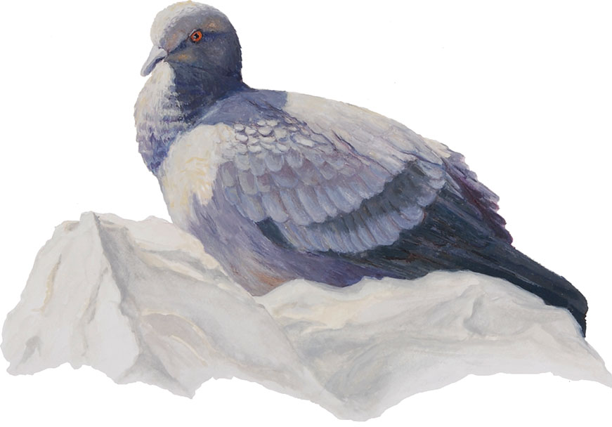 Skalni-golob_Columba-livia