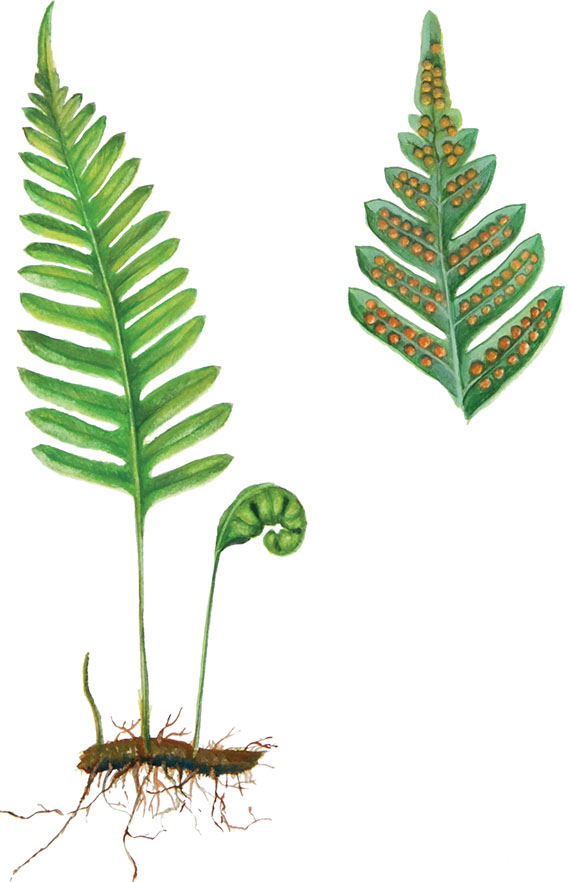 Sladka-koreninica_Polypodium-interjectum