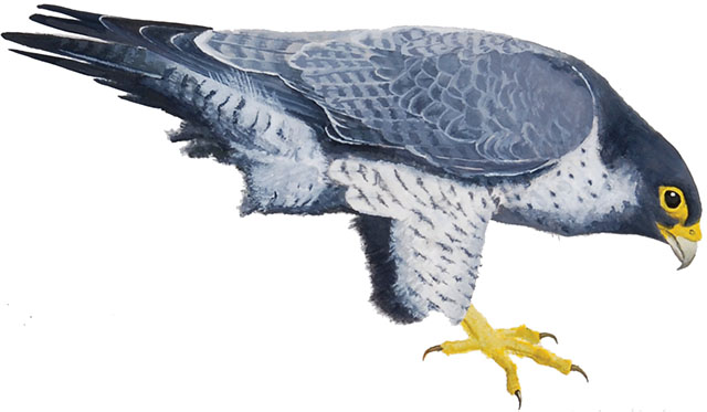 Sokol-selec_Falco-peregrinus