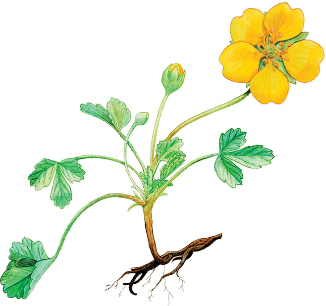 Tomasinijev-petoprstnik_Potentilla-tommasiniana