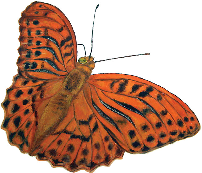 Travniski-postavnez_Euphydryas-aurinia